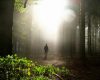 Walk Toward the Light